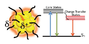 Excited State Behavior of Luminescent Glutathione Protected Gold Clusters